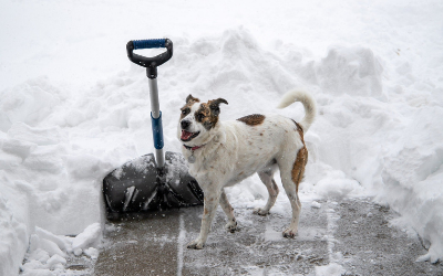 are dogs allowed in center of ice